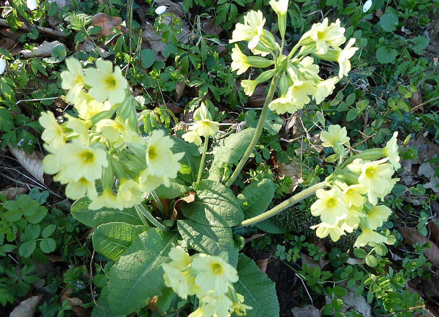 Waldschlüsselblume