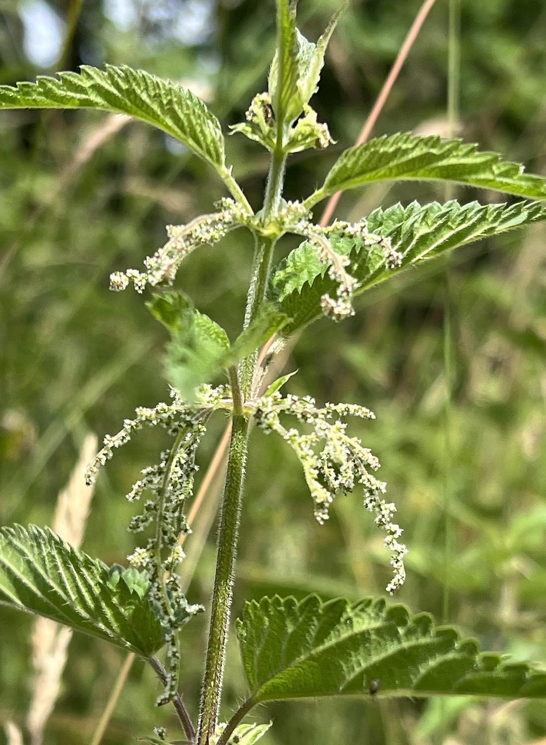 Weibliche junge Blüte
