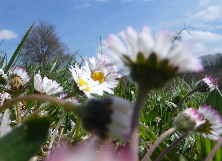 Gänseblümchen