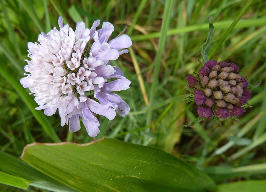 Scabiose