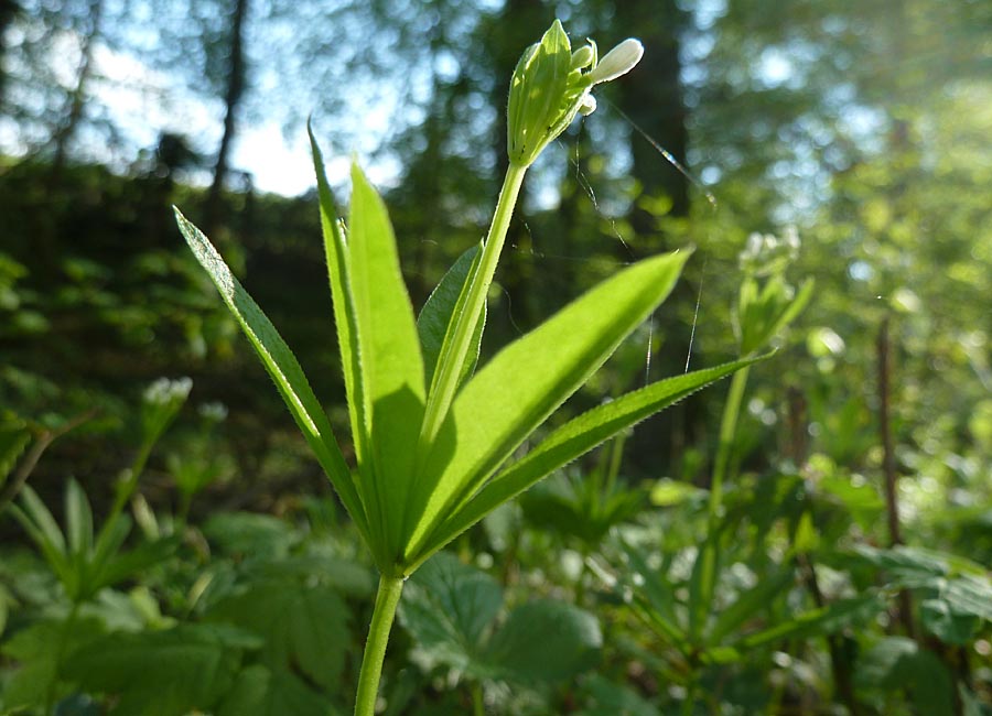 Waldmeister