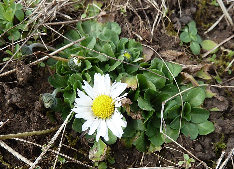 Gänseblümchen