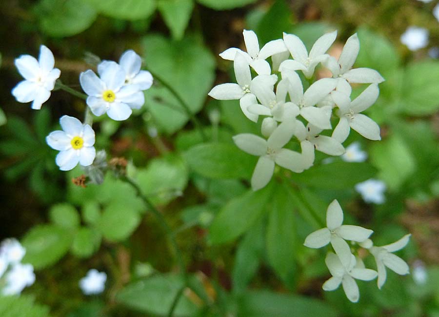 Vergissmeinnicht und Waldmeister