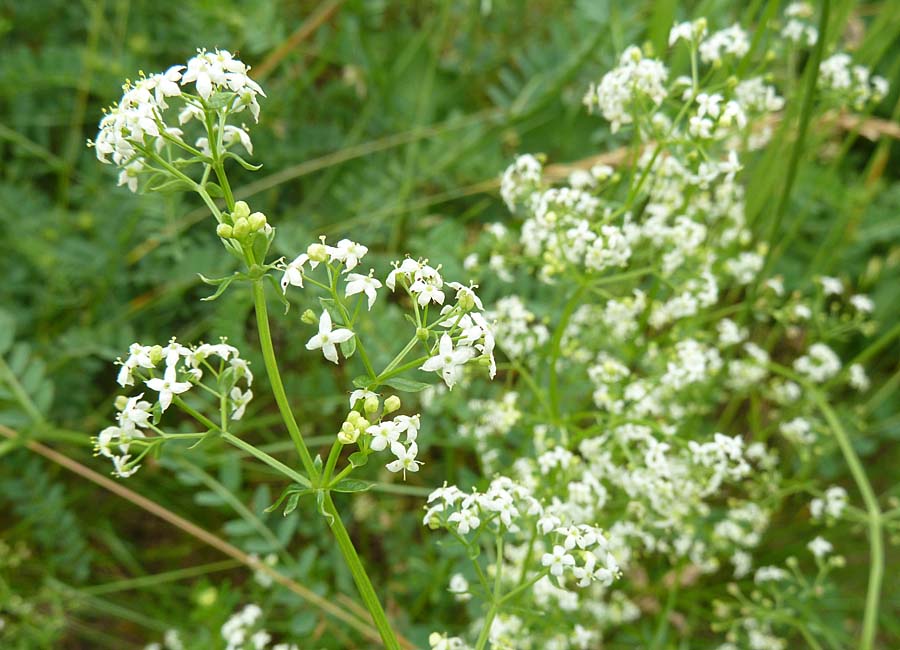 Wiesenlabkraut