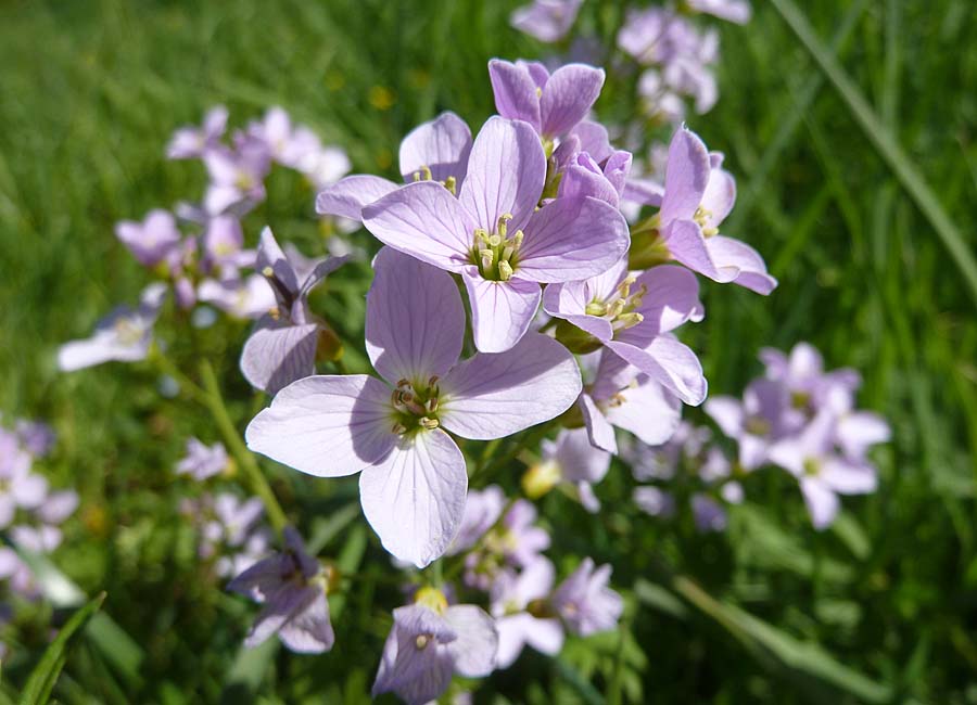 Wiesenschaumkraut