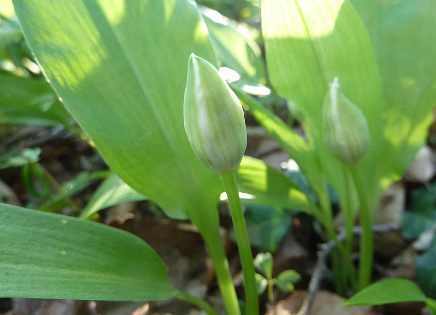 Bärlauch, Knospen