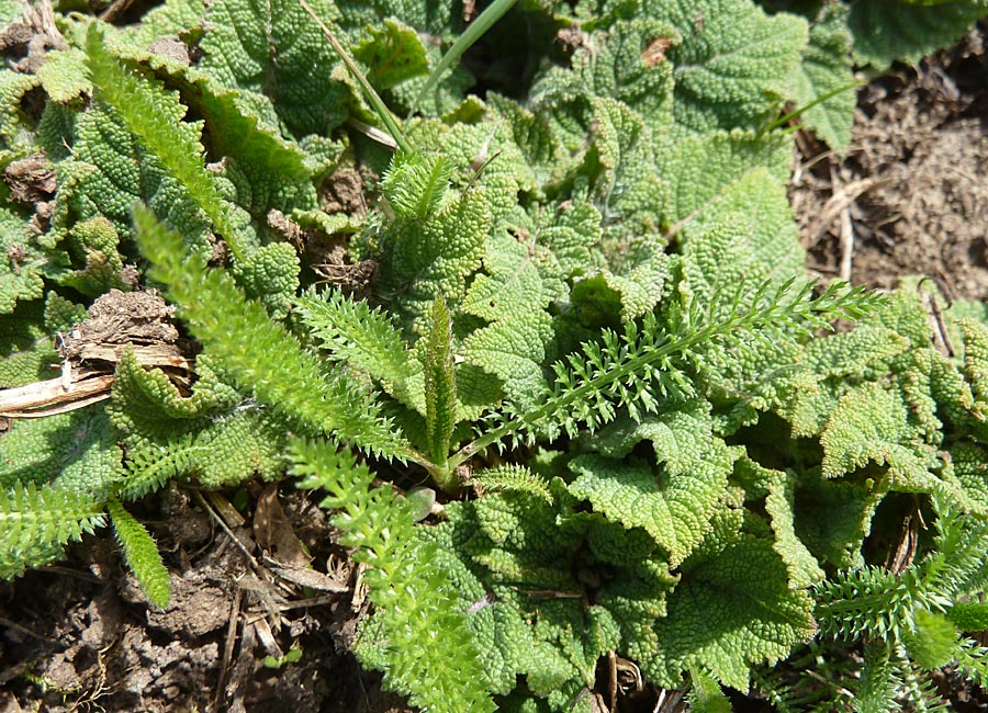 Schafgarbe und Wiesensalbei