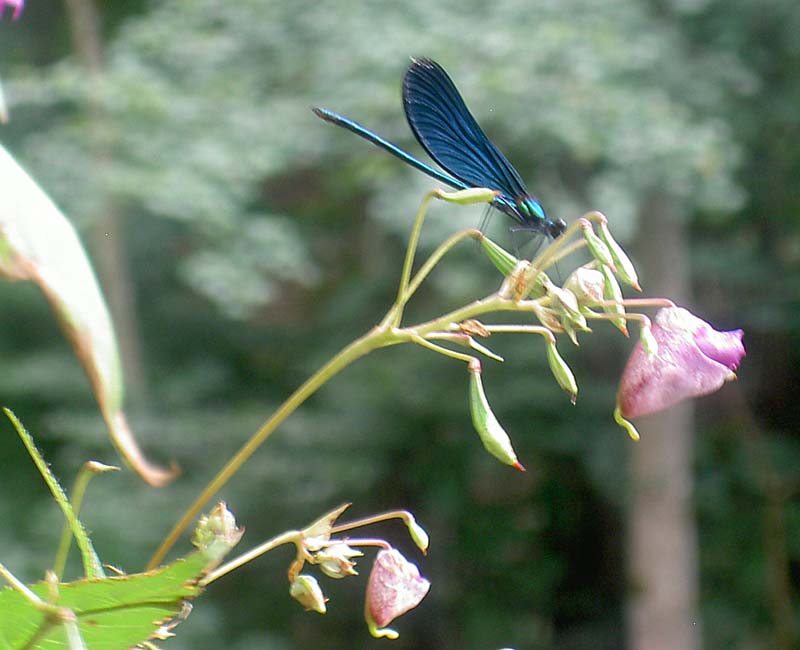 Springkraut mit LIbelle