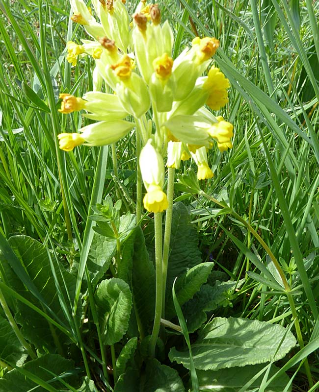 Schlüsselblume (Primula veris)