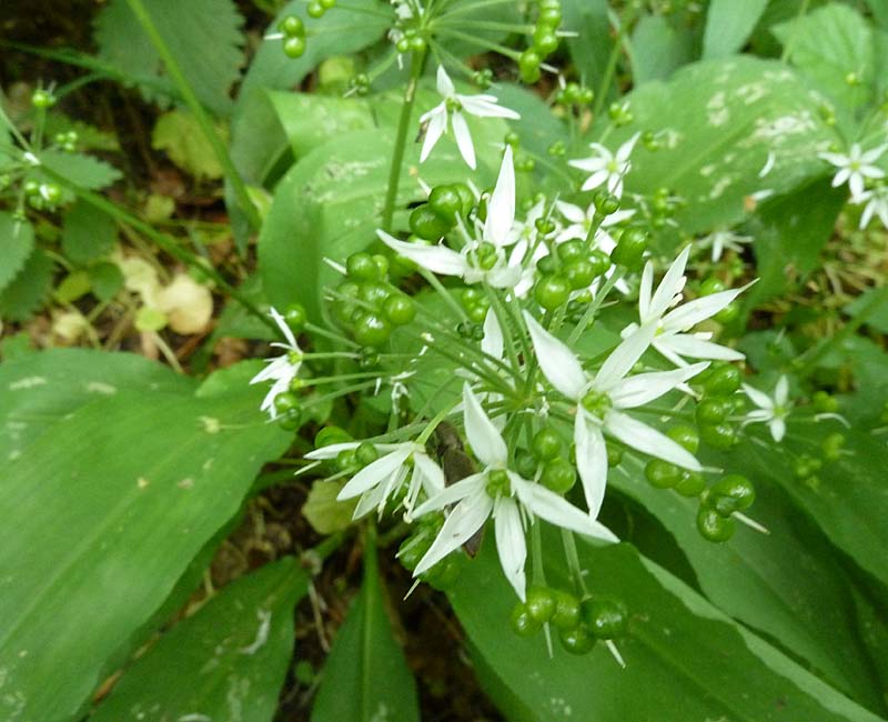 Bärlauch, Blüten und Samen