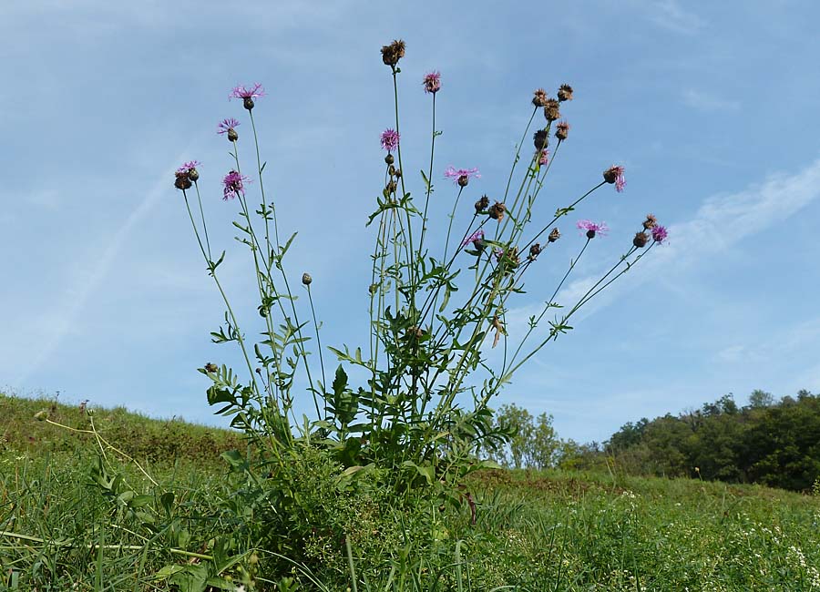 Flockenblume