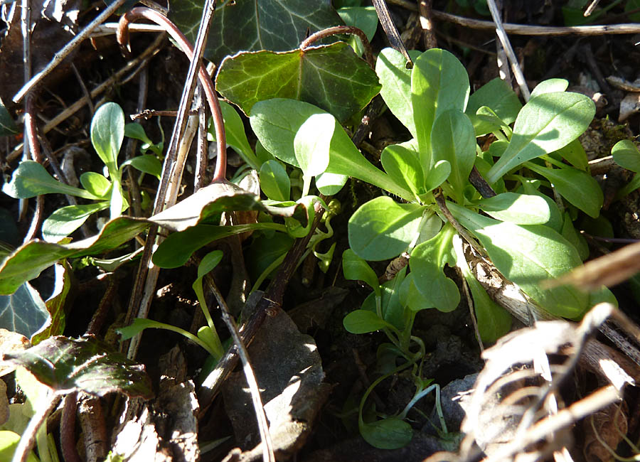 Feldsalat