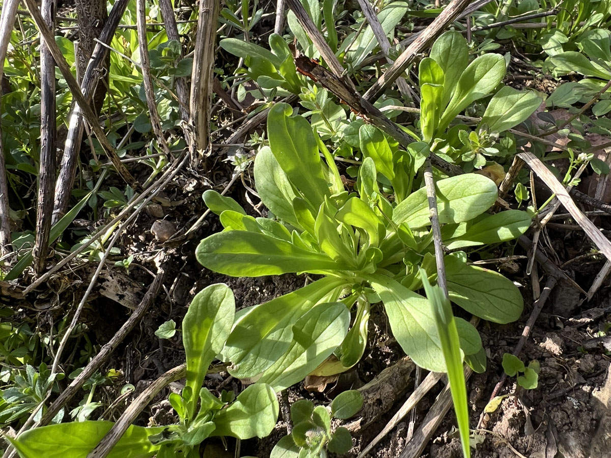 Feldsalat