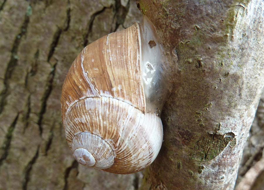 Schnecke