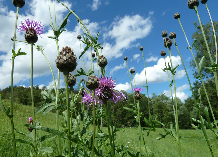 Flockenblume