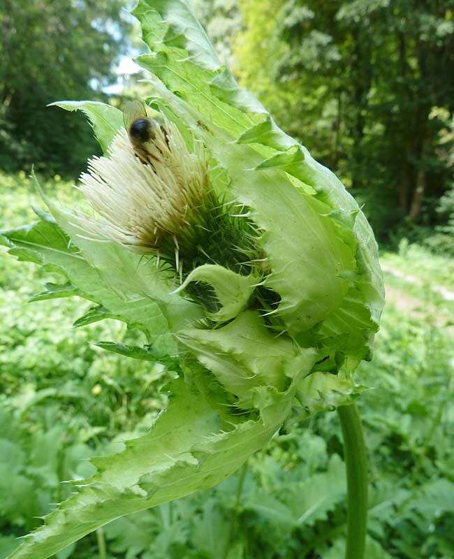 Kohlkratzdistel