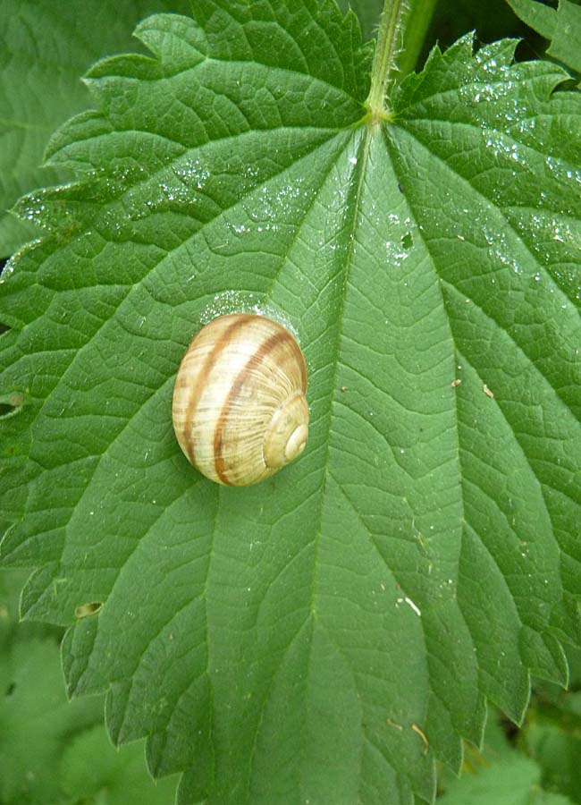 Brennnessel mit Schnecke