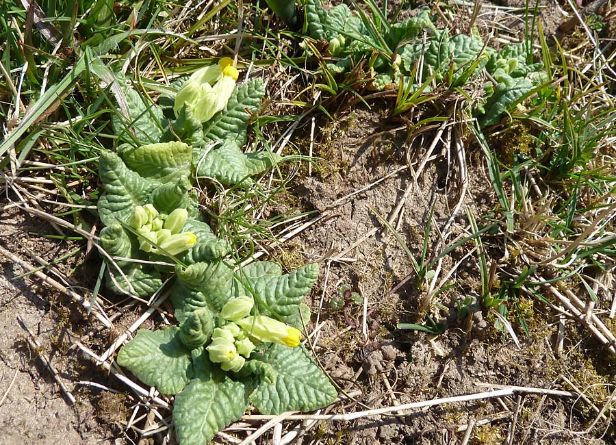 Echte Schlüsselblume