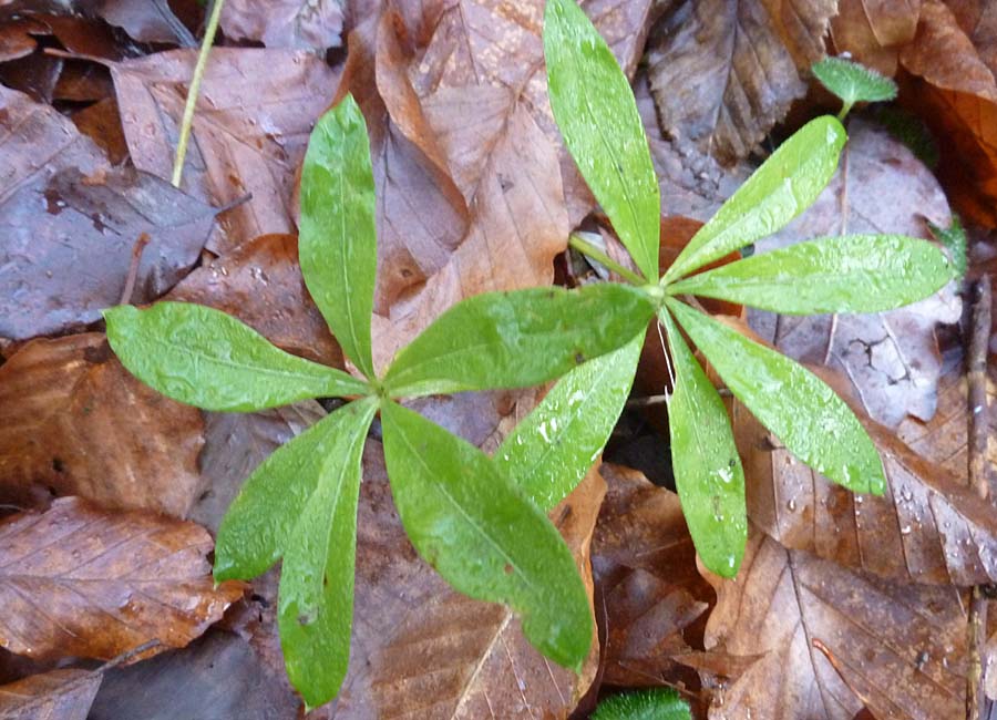 Waldmeister