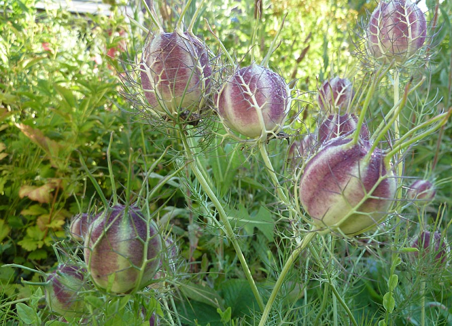 Wilder Schwarzkümmel