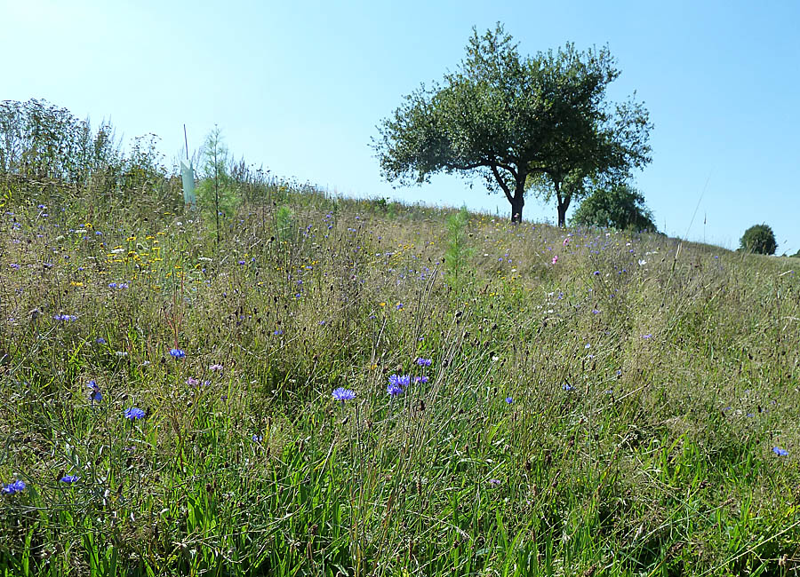 Ackerrand mit Blumen