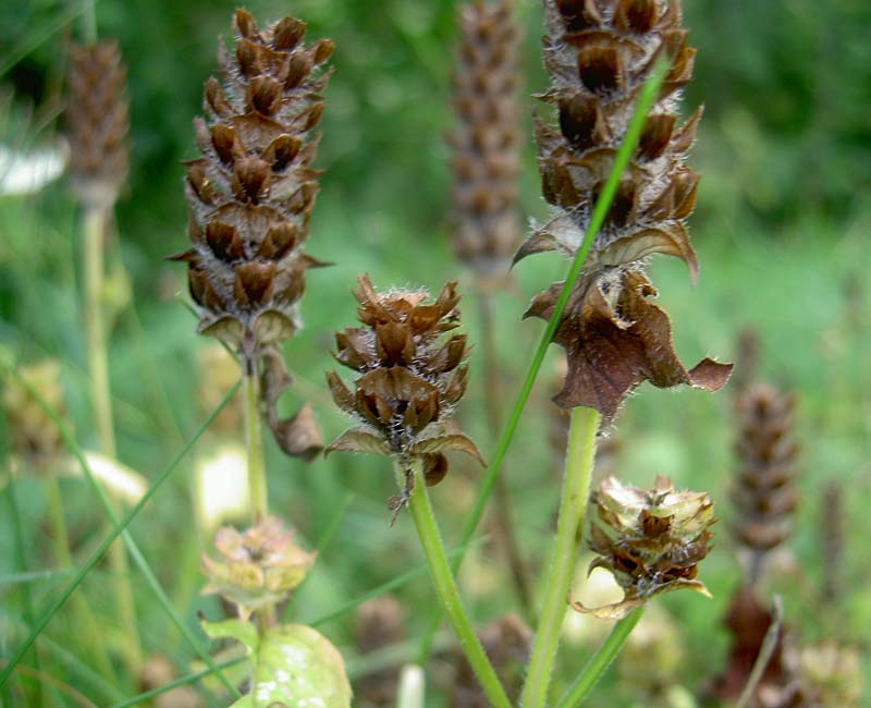 verblühte Braunelle