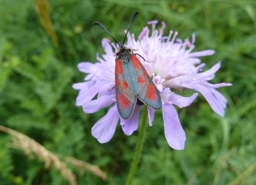 Scabiose