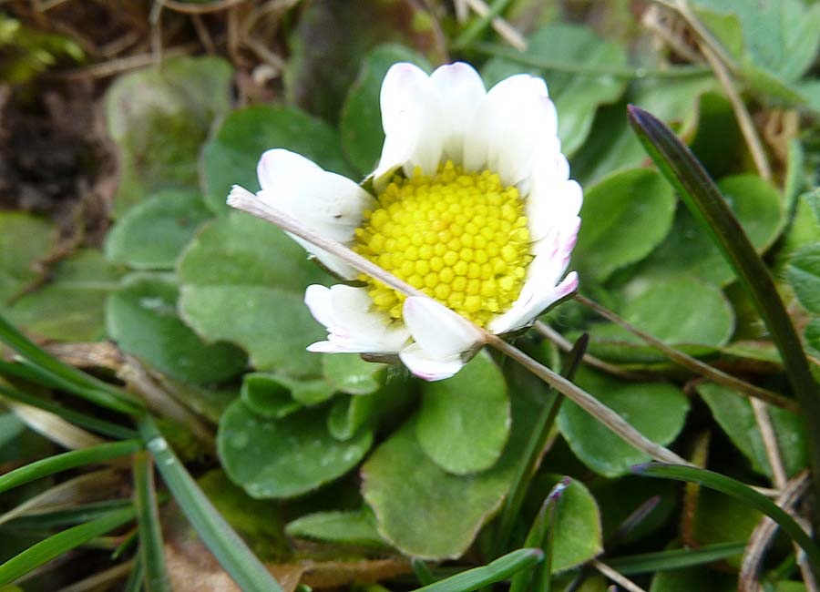 Gänseblümchen "Auge des Baldur"