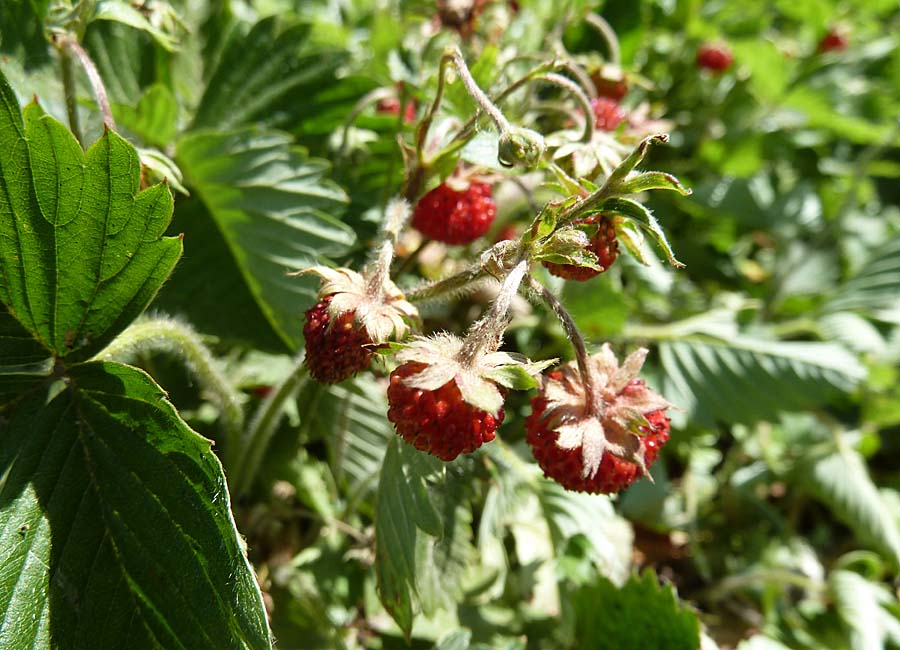 Walderdbeeren