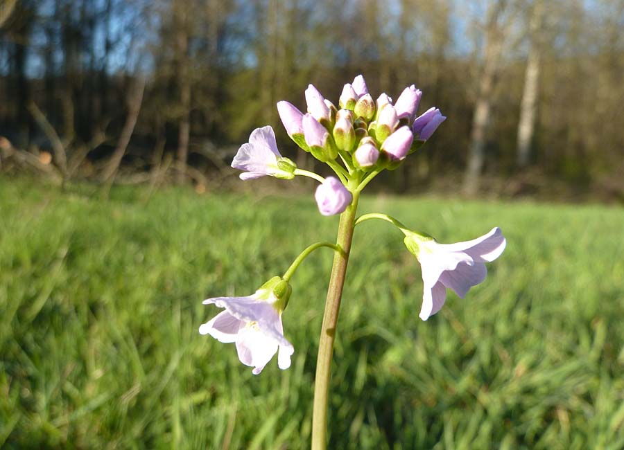 Wiesenschaumkraut