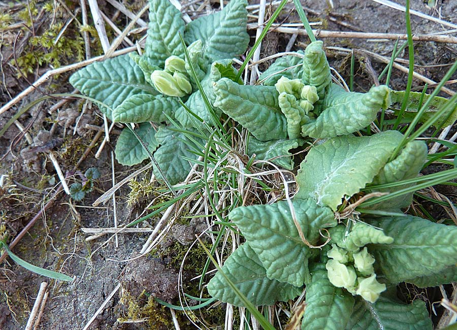 Waldschlüsselblume