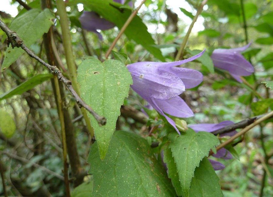 Nesselblättrige Glockenblume