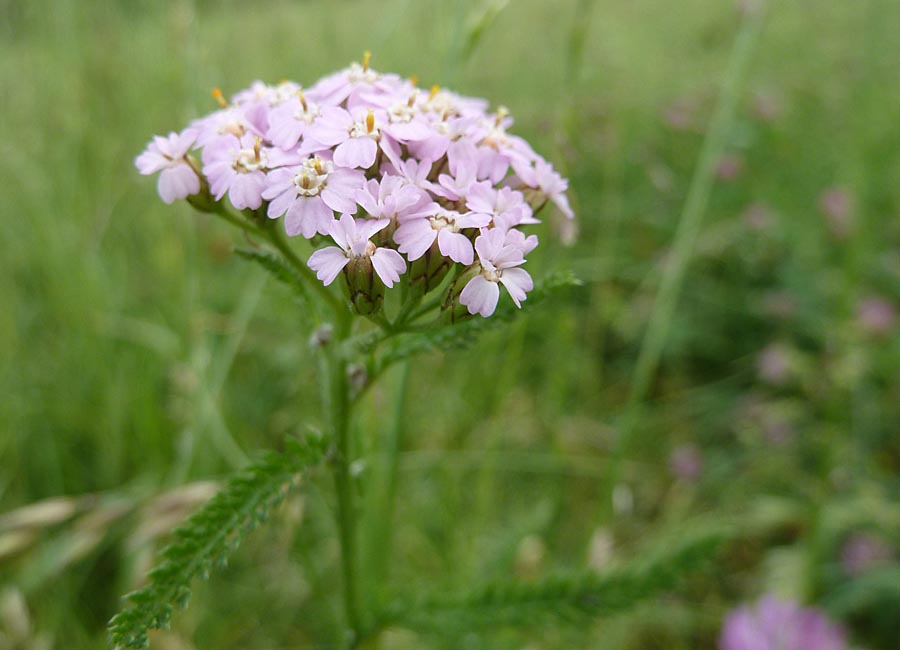 Schafgarbe rosa