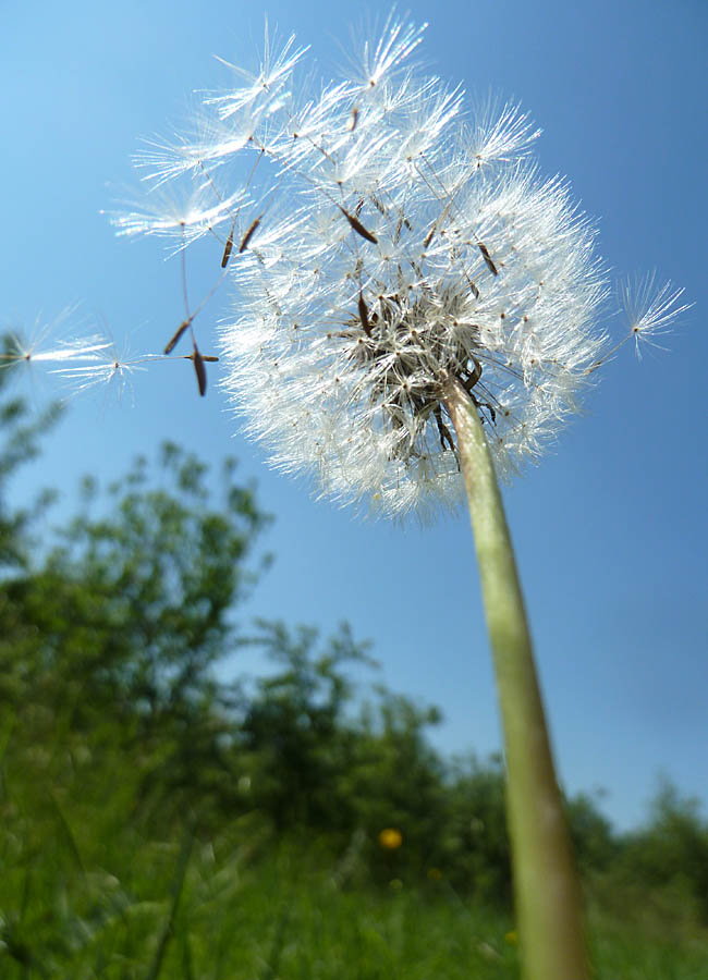 Pusteblume