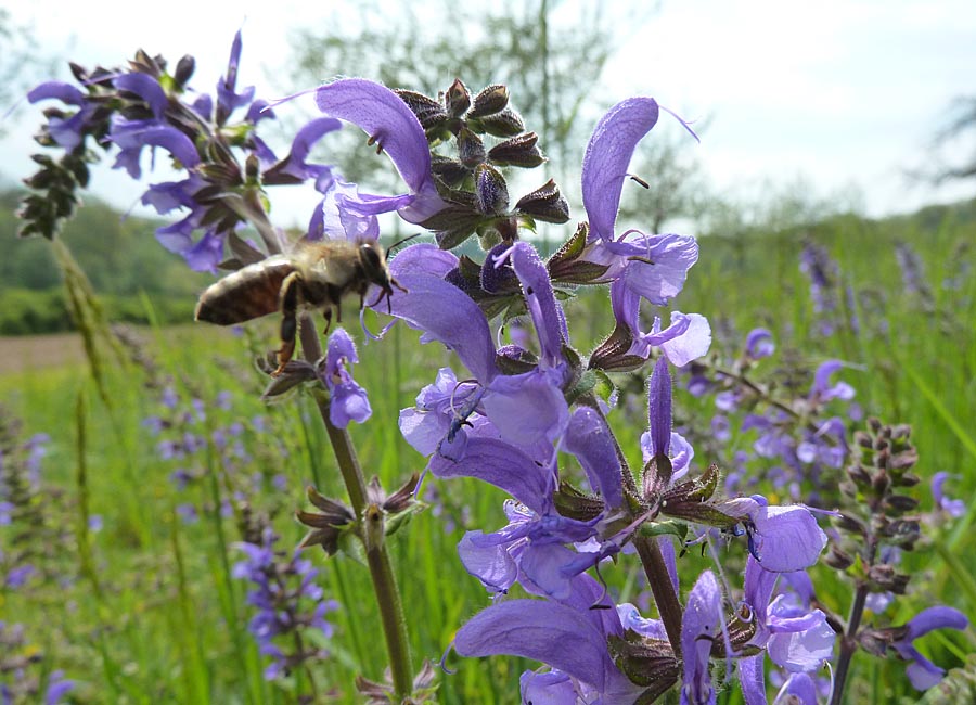 Wiesensalbei