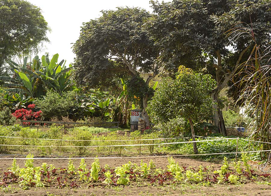 Gartenprojekt in einer psychiatrischen Klinik in Lima, Foto: Christian Vera