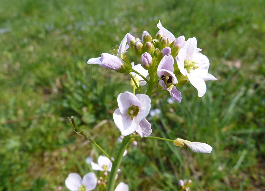 Wiesenschaumkraut