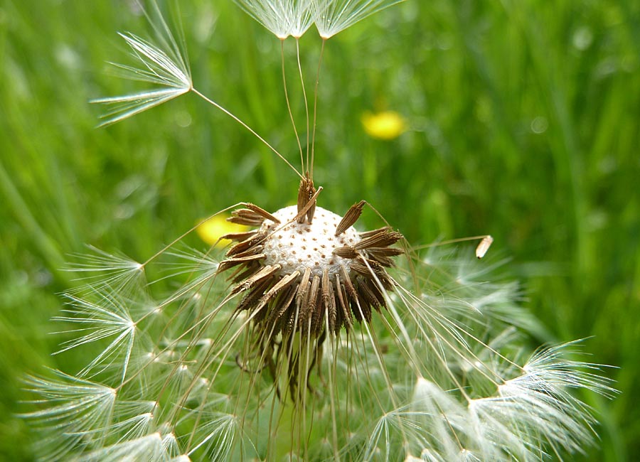 Löwenzahn