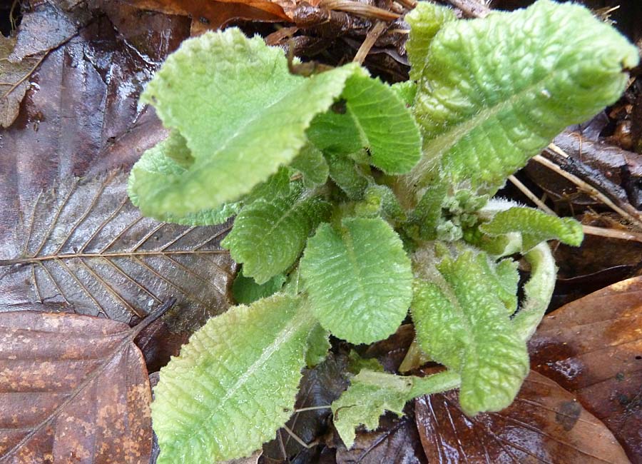 Schlüsselblume