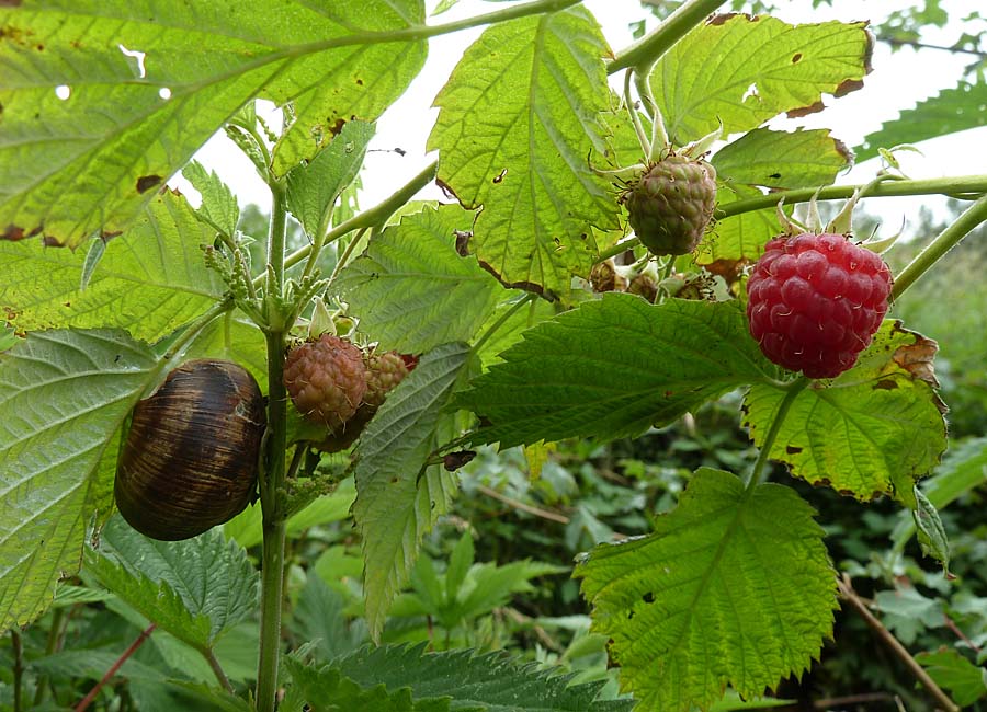 Himbeeren