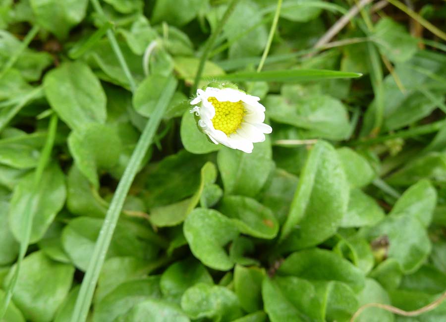 Gänseblümchen