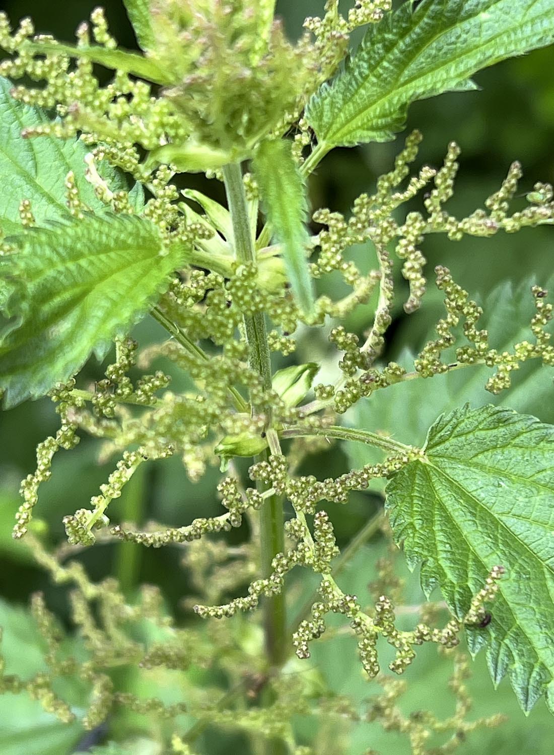 Männliche Blütenpollen