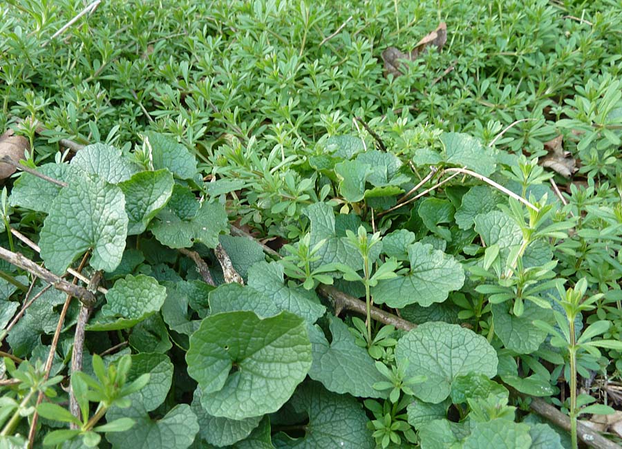 Knoblauchrauke und Labkraut