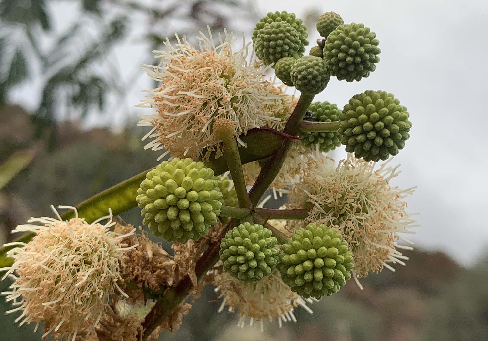 Weisskopfmimose