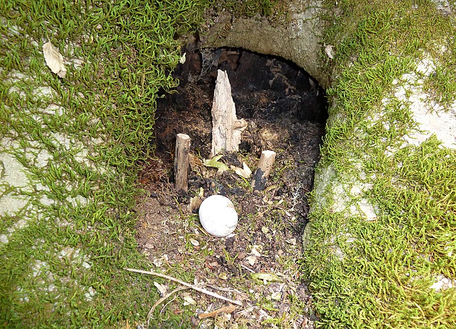 Zwergenhöhle neu bewohnt