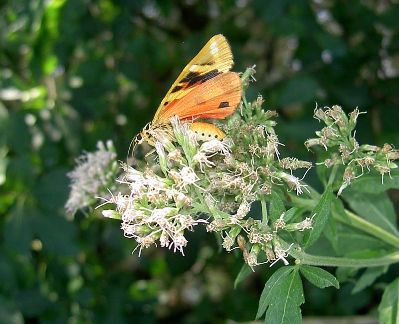 Wasserdost mit Schmetterling