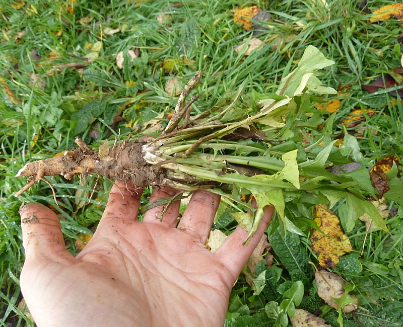 Löwenzahn mit Wurzel