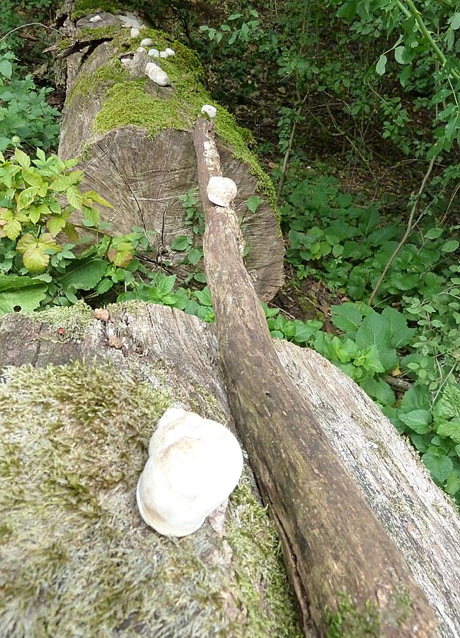 Schnecke überquert die Brücke