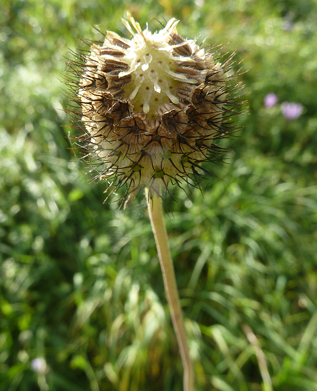 Scabiose