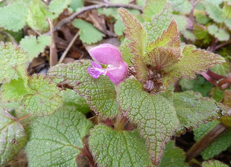 Rote Taubnesseöl